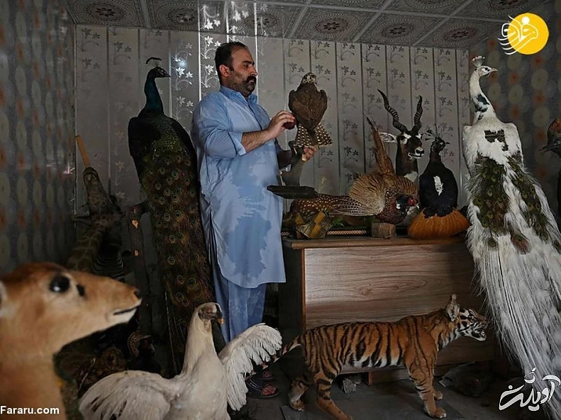 (تصاویر) تاکسیدرمی حیوانات خانگی پس از مرگ